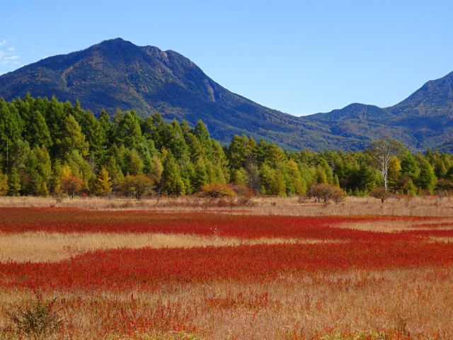 【奥日光】小田代原の草紅葉